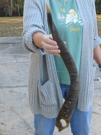 B-Grade 25 inch Nyala Horn 