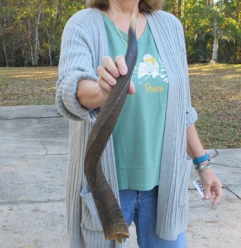 B-Grade 25 inch Nyala Horn 