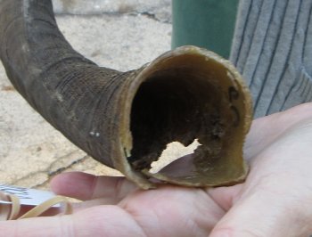 B-Grade 25 inch Nyala Horn 