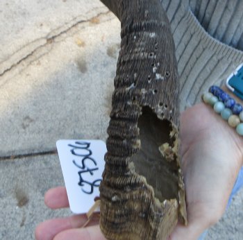 B-Grade 25 inch Nyala Horn 