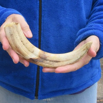10" Ivory Tusk from African Warthog 