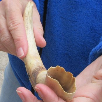 10" Ivory Tusk from African Warthog 