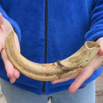 12" Ivory Tusk from African Warthog 