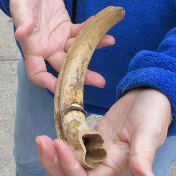 12" Ivory Tusk from African Warthog 