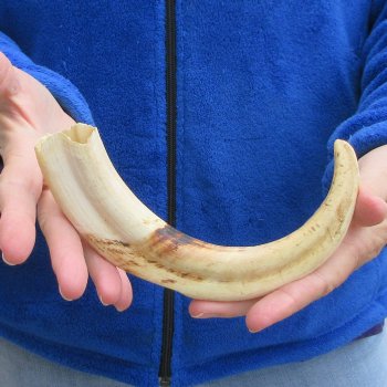 10" Ivory Tusk from African Warthog 
