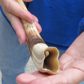 10" Ivory Tusk from African Warthog 