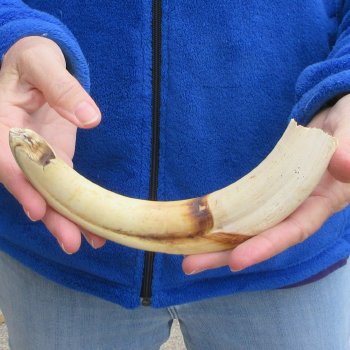 10" Ivory Tusk from African Warthog 