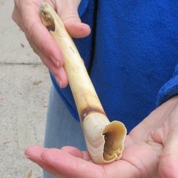 10" Ivory Tusk from African Warthog 