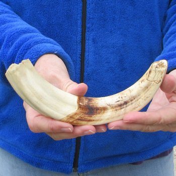 10" Ivory Tusk from African Warthog 