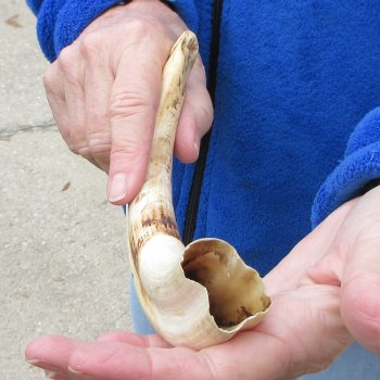 10" Ivory Tusk from African Warthog 