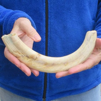 12" Ivory Tusk from African Warthog 