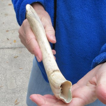 12" Ivory Tusk from African Warthog 