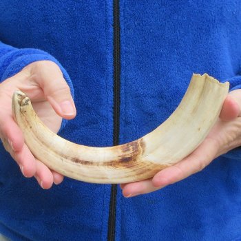 11" Ivory Tusk from African Warthog 