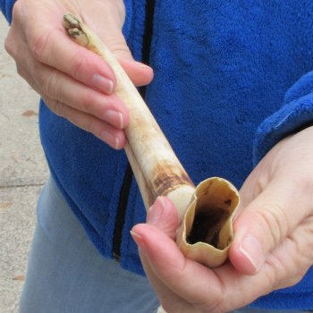 11" Ivory Tusk from African Warthog 