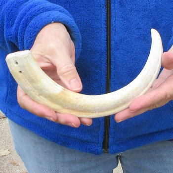 11" Ivory Tusk from African Warthog 