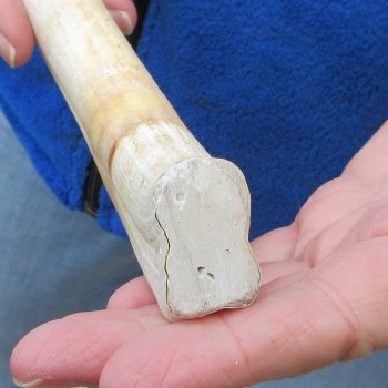 11" Ivory Tusk from African Warthog 