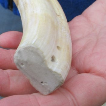 11" Ivory Tusk from African Warthog 