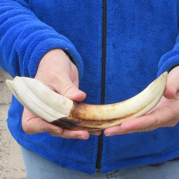 10" Ivory Tusk from African Warthog 