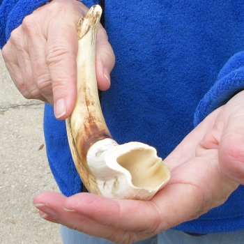 10" Ivory Tusk from African Warthog 