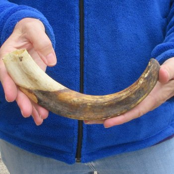 10" Ivory Tusk from African Warthog 