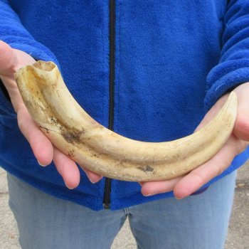 11" Ivory Tusk from African Warthog 