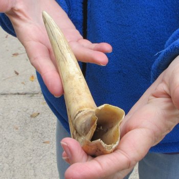 11" Ivory Tusk from African Warthog 