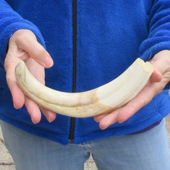 11" Ivory Tusk from African Warthog 