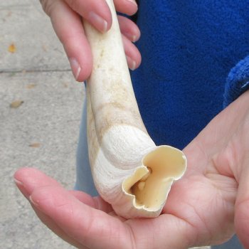 11" Ivory Tusk from African Warthog 