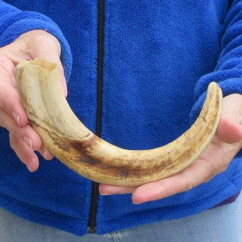11" Ivory Tusk from African Warthog 
