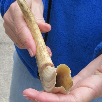 11" Ivory Tusk from African Warthog 