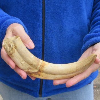 11" Ivory Tusk from African Warthog 