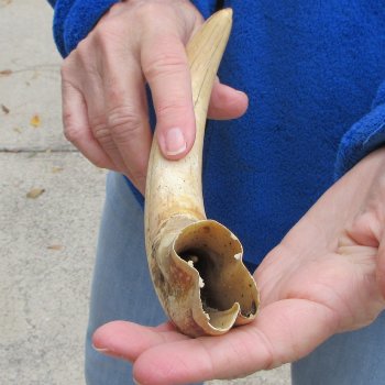 11" Ivory Tusk from African Warthog 