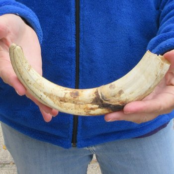 10" Ivory Tusk from African Warthog 