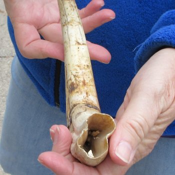 10" Ivory Tusk from African Warthog 