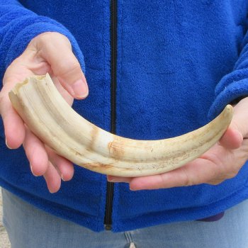 10" Ivory Tusk from African Warthog 