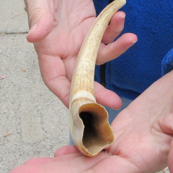 10" Ivory Tusk from African Warthog 