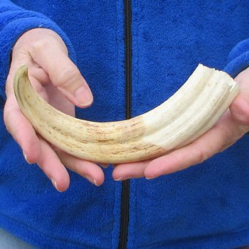 10" Ivory Tusk from African Warthog 