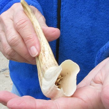 10" Ivory Tusk from African Warthog 