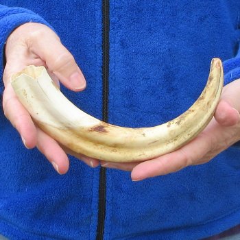 10" Ivory Tusk from African Warthog 