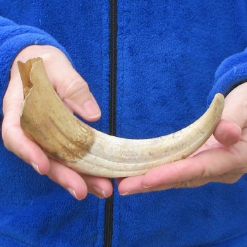 B-Grade 9" Ivory Tusk from African Warthog