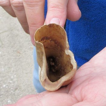 B-Grade 9" Ivory Tusk from African Warthog