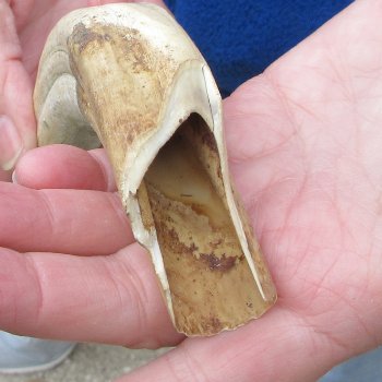 B-Grade 9" Ivory Tusk from African Warthog