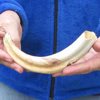 B-Grade 9" Ivory Tusk from African Warthog