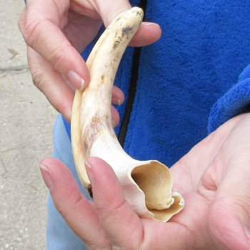 10" Ivory Tusk from African Warthog 