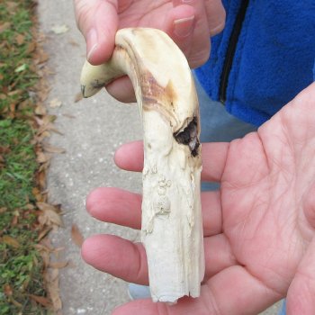 B-Grade 9" Ivory Tusk from African Warthog