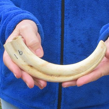 B-Grade 9" Ivory Tusk from African Warthog