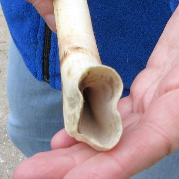 B-Grade 9" Ivory Tusk from African Warthog