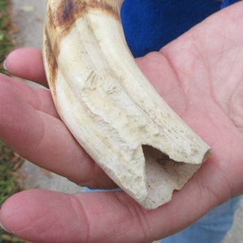 B-Grade 9" Ivory Tusk from African Warthog