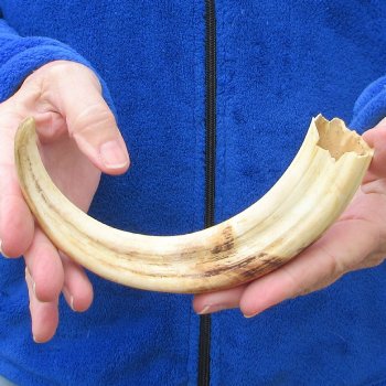 B-Grade 9" Ivory Tusk from African Warthog