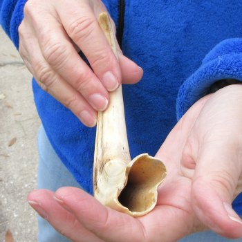 B-Grade 9" Ivory Tusk from African Warthog